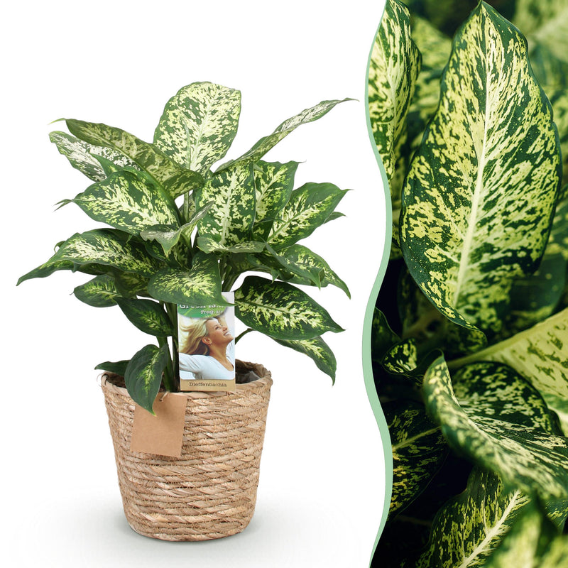 Green BoutiQ - Green is... Kamerplanten - Diefenbachia Compacta - Dieffenbachia - Weinig onderhoud - met mand - Groen - 1 Plant - Pot 17cm - Hoogte 45-50cm