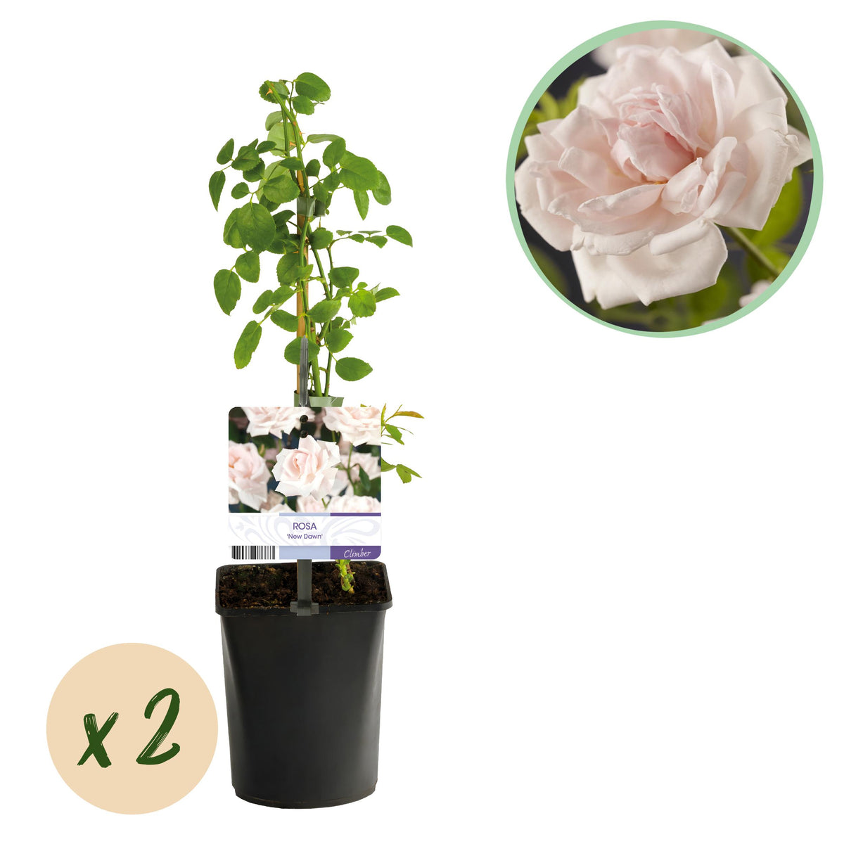 Green boutiQ - Klimroos - Rosa New Dawn - Bloem Licht roze - Weinig onderhoud - 2 planten - Pot 11cm Hoogte 40cm
