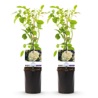 Green boutiQ - Klimroos - Rosa White Climber - Bloem Wit - Weinig onderhoud - 2 planten - Pot 11cm Hoogte 40cm