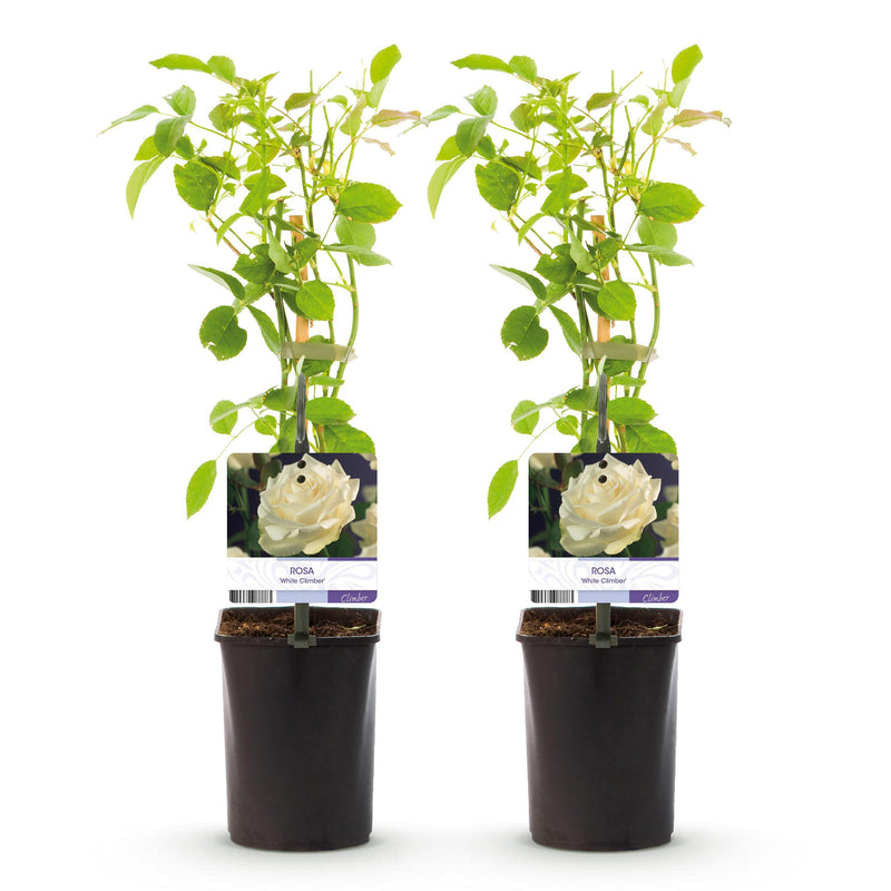Green boutiQ - Klimroos - Rosa White Climber - Bloem Wit - Weinig onderhoud - 2 planten - Pot 11cm Hoogte 40cm