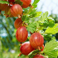 Green boutiQ - Fruitplant - Zwarte bes