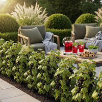 Green boutiQ - Fruitplanten - Zwarte Bes - Ribes nigrum Titania - Winterhard - 6 Planten - Pot 9 cm - Zwarte Bes