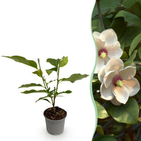 Green boutiQ - Tuinplant - Magnolia