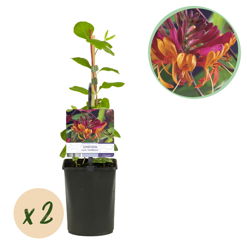 Green boutiQ - Kamperfoelie - Lonicera heckrottii Goldflame -Bbloem Roze met Geel  - Weinig onderhoud - 2 planten - Pot 11cm Hoogte 40cm