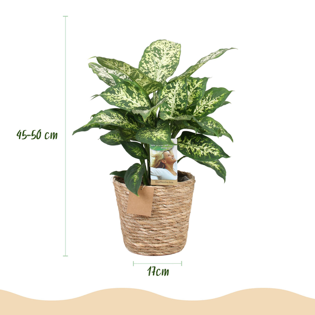 Green BoutiQ - Green is... Kamerplanten - Diefenbachia Compacta - Dieffenbachia - Weinig onderhoud - met mand - Groen - 1 Plant - Pot 17cm - Hoogte 45-50cm