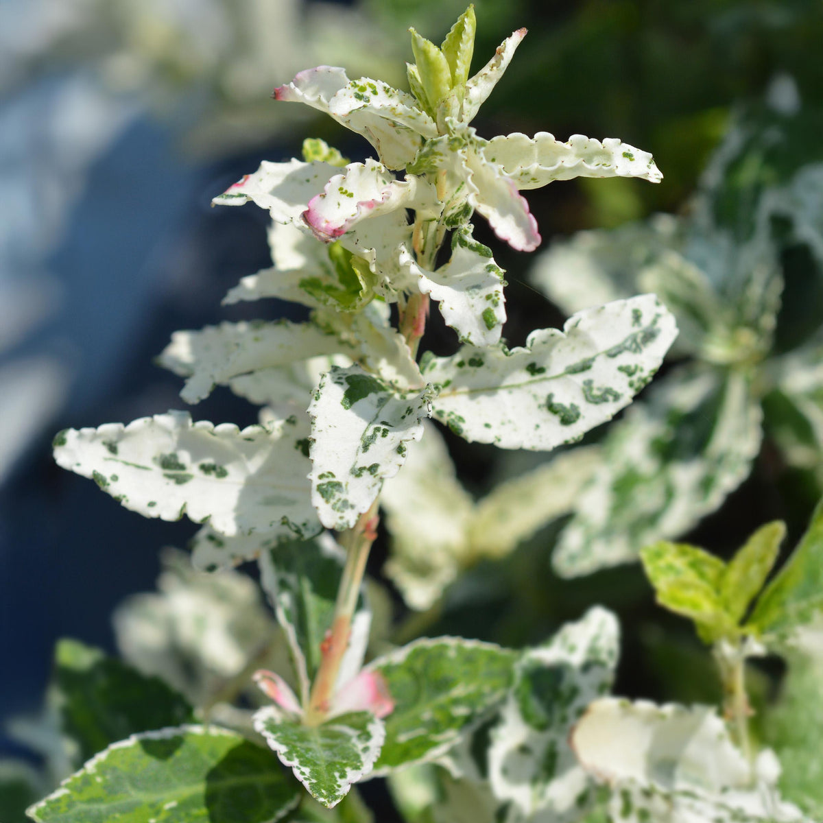 Green boutiQ - Plant op Stam - Euonymus fortunei Harlequin - Terras Plant - Bladhoudend - Winterhard - Groen-Wit Blad - Pot 19cm Hoogte 90cm