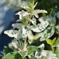 Green boutiQ - Plant op Stam - Euonymus fortunei Harlequin - Terras Plant - Bladhoudend - Winterhard - Groen-Wit Blad - Pot 19cm Hoogte 90cm