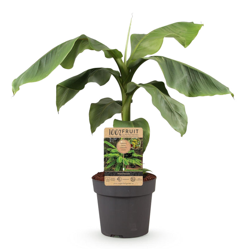 Green boutiQ - Fruitplant - Japanse vezelbanaan - Musa Basjoo - Winterhard - Pot 21cm Hoogte 70-90cm