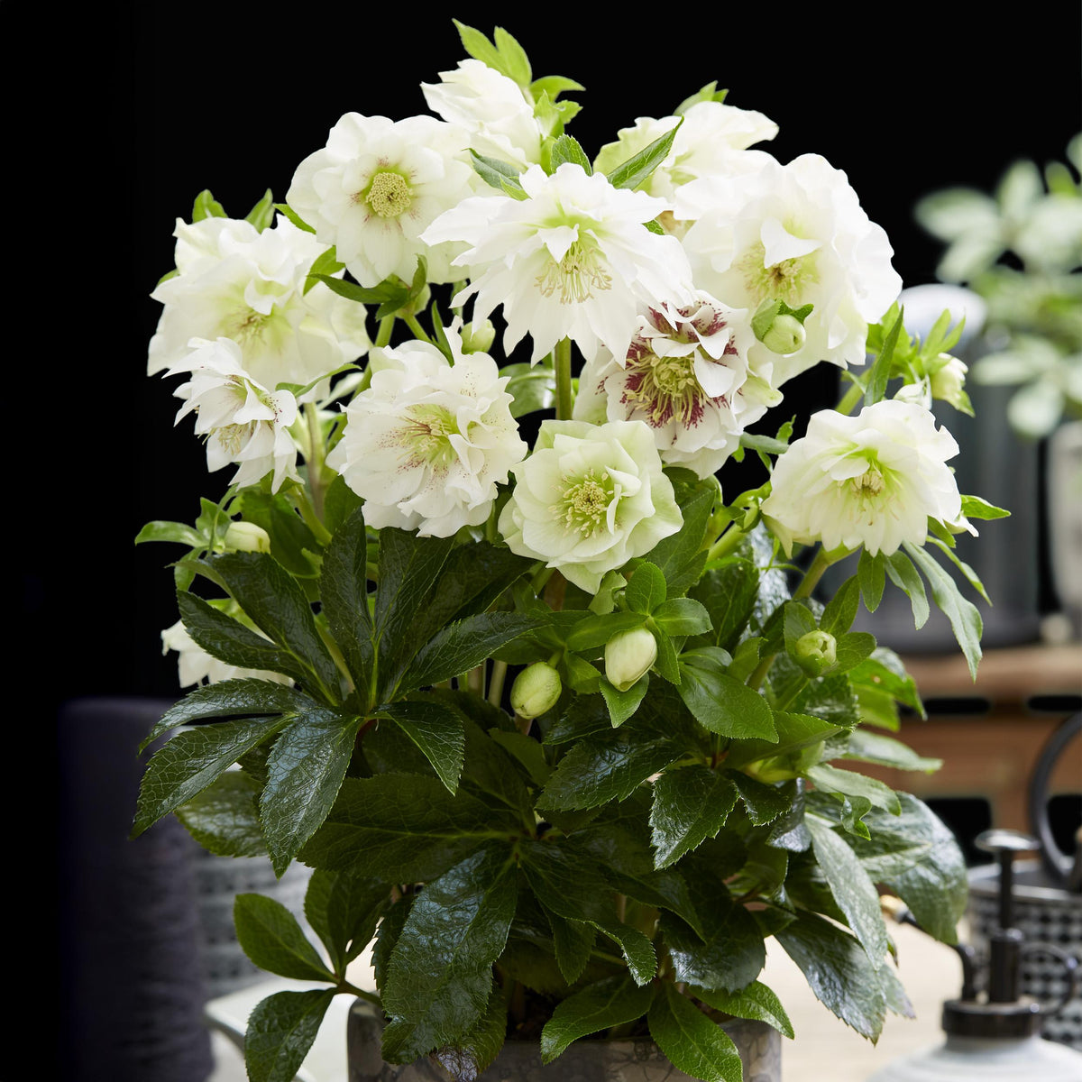 Green boutiQ - Tuinplant - Lenten Rose - Helleborus orientalis Double Ellen White - Witte Bloem -2 Planten - Groenblijvend - Pot 14cm Hoogte 35cm