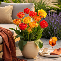Green boutiQ - Bloembollen - Tulp Gudoshnik Double - Dubbel Bloemig - 12 stuks - Bolmaat 11/12 - XXL Pack