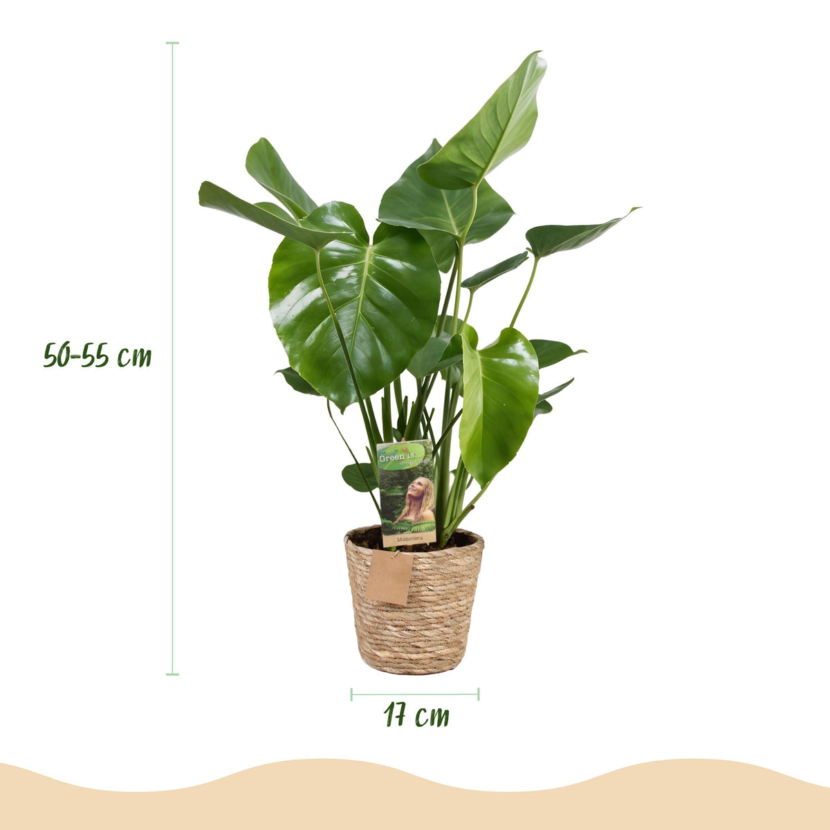 Green BoutiQ - Green is... Kamerplanten - Monstera Deliciosa - Gatenplant - Weinig onderhoud - met mand - Groen - 1 Plant - Pot 17cm - Hoogte 50-55cm