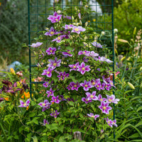 Green boutiQ - Klimplant - Clematis Blue Angel
