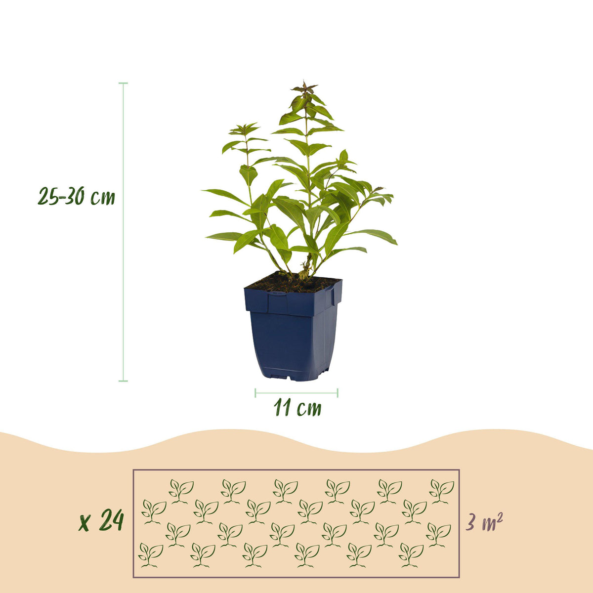 Green boutiQ - Borderpakket - Geurend - 24 Vaste planten - 3 m2 - Diversen kleuren - Weinig Onderhoud - Pot 11cm