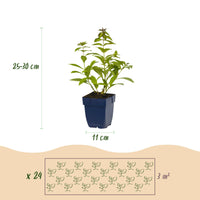 Green boutiQ - Borderpakket - Geurend - 24 Vaste planten - 3 m2 - Diversen kleuren - Weinig Onderhoud - Pot 11cm