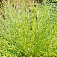 Green boutiQ - Siergrassen - Festuca glauca Golden Toupee - Geel - 4 Planten - Bladhoudend - Weinig Onderhoud - Pot 17cm Hoogte 50cm