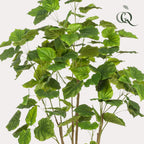 Plante artificielle - Ficus umbellata - Figuier africain - 180 cm