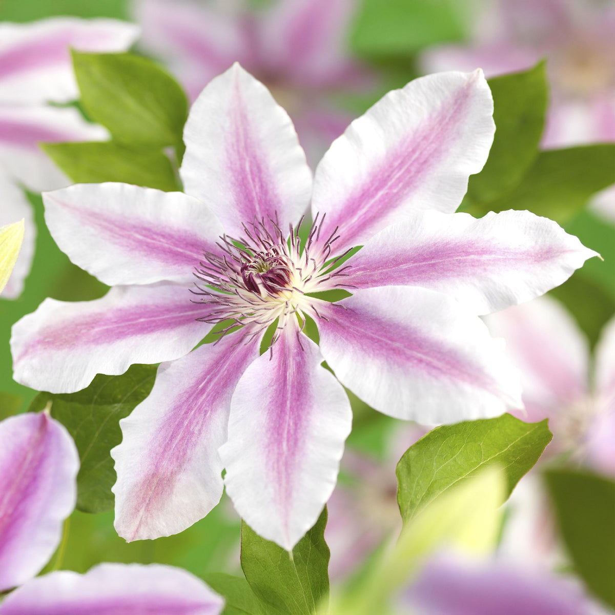 Green boutiQ - Klimplant - Clematis Nelly Moser - Bloem Roze - Weinig onderhoud -2 planten -  Pot 11cm Hoogte 40cm