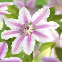 Green boutiQ - Klimplant - Clematis Nelly Moser - Bloem Roze - Weinig onderhoud -2 planten -  Pot 11cm Hoogte 40cm