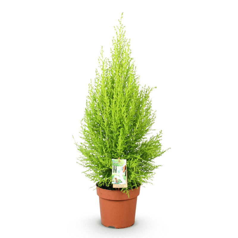 Green BoutiQ - Green is... Kamerplanten - Cupressus Gold Crest Wilma - Kamer conifeer - Weinig onderhoud - Groen - 1 Plant - Pot 21cm - Hoogte 85-95cm