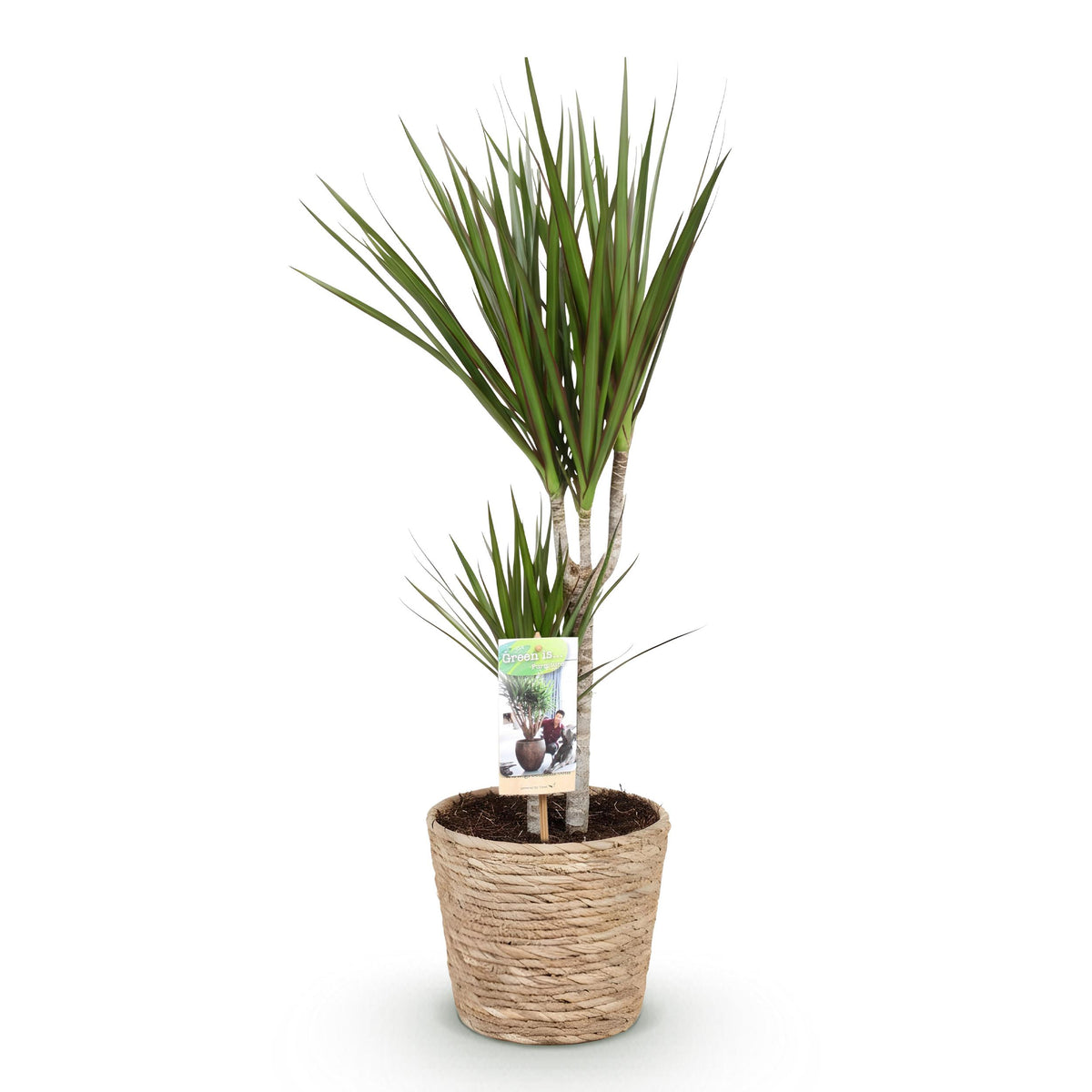 Green BoutiQ - Green is... Kamerplanten - Dracaena Marginata - Drakenbloedboom - Weinig onderhoud - met mand - Groen - 1 Plant - Pot 17cm - Hoogte 70-80cm