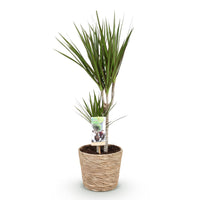 Green BoutiQ - Green is... Kamerplanten - Dracaena Marginata - Drakenbloedboom - Weinig onderhoud - met mand - Groen - 1 Plant - Pot 17cm - Hoogte 70-80cm