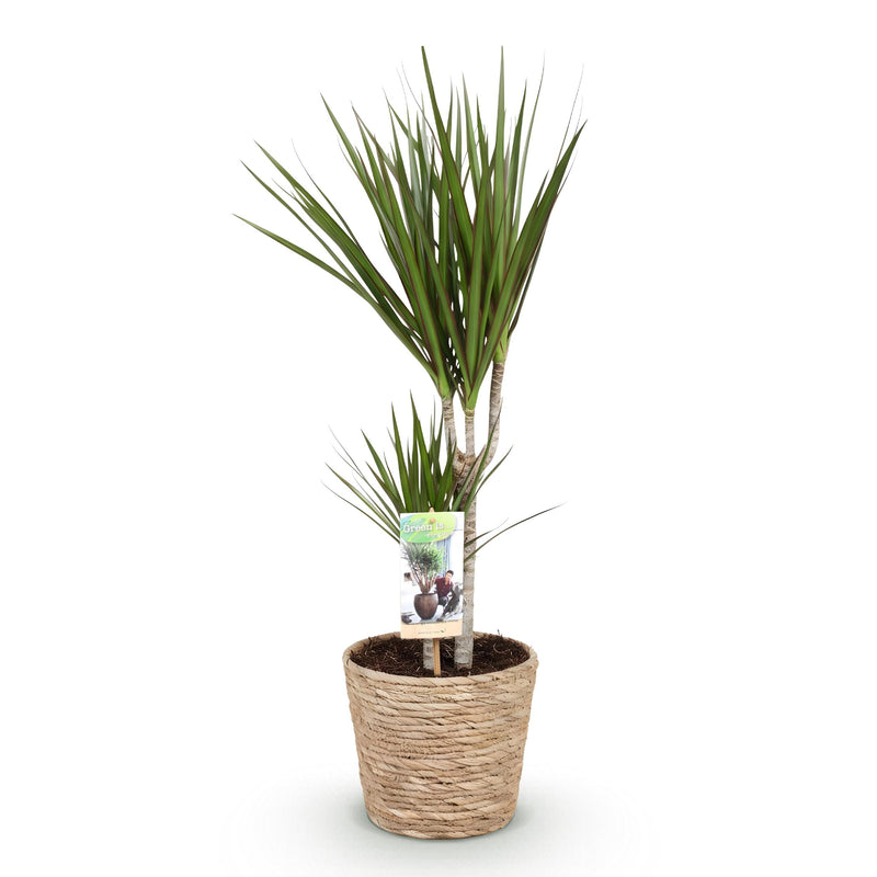Green BoutiQ - Green is... Kamerplanten - Dracaena Marginata - Drakenbloedboom - Weinig onderhoud - met mand - Groen - 1 Plant - Pot 17cm - Hoogte 70-80cm