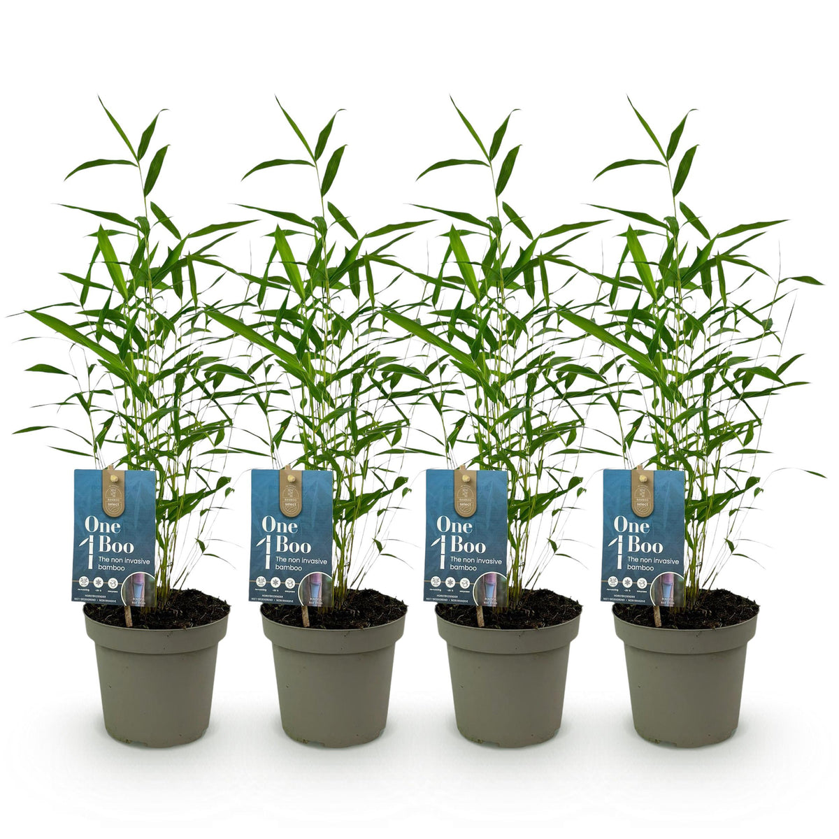 Green boutiQ - Bamboe - Fargesia Blue Dragon - Groen - 4 Planten - Bladhoudend - Niet Woekerend- Pot 14cm Hoogte 35cm