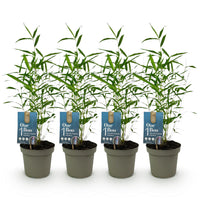 Green boutiQ - Bamboe - Fargesia Blue Dragon - Groen - 4 Planten - Bladhoudend - Niet Woekerend- Pot 14cm Hoogte 35cm