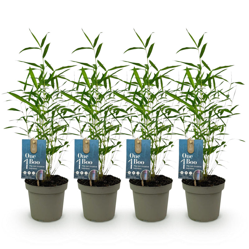 Green boutiQ - Bamboe - Fargesia Blue Dragon - Groen - 4 Planten - Bladhoudend - Niet Woekerend- Pot 14cm Hoogte 35cm