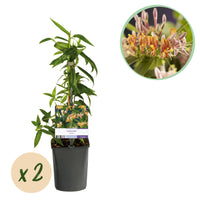 Green boutiQ - Kamperfoelie - Lonicera henryi - Bloem Roze - Weinig onderhoud - 2 planten - Pot 11cm Hoogte 40cm