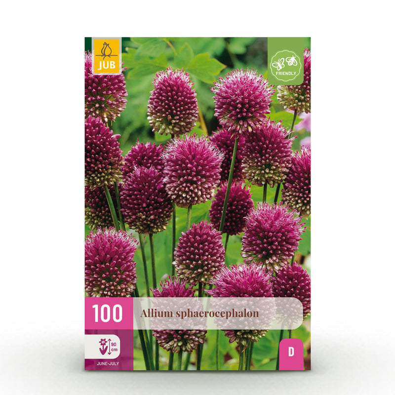 Green boutiQ - Bloembollen - Allium Sphaerocephalon - Kleur Paars - 100 stuks - Bolmaat 5/6 - XXL Pack