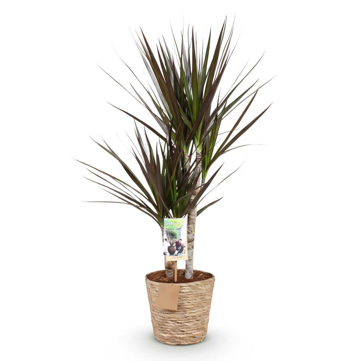 Green BoutiQ - Green is... Kamerplanten - Dracaena Magenta - Drakenbloedboom - Weinig onderhoud - met mand - Groen - 1 Plant - Pot 17cm - Hoogte 70-80cm