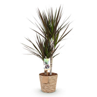 Green BoutiQ - Green is... Kamerplanten - Dracaena Magenta - Drakenbloedboom - Weinig onderhoud - met mand - Groen - 1 Plant - Pot 17cm - Hoogte 70-80cm