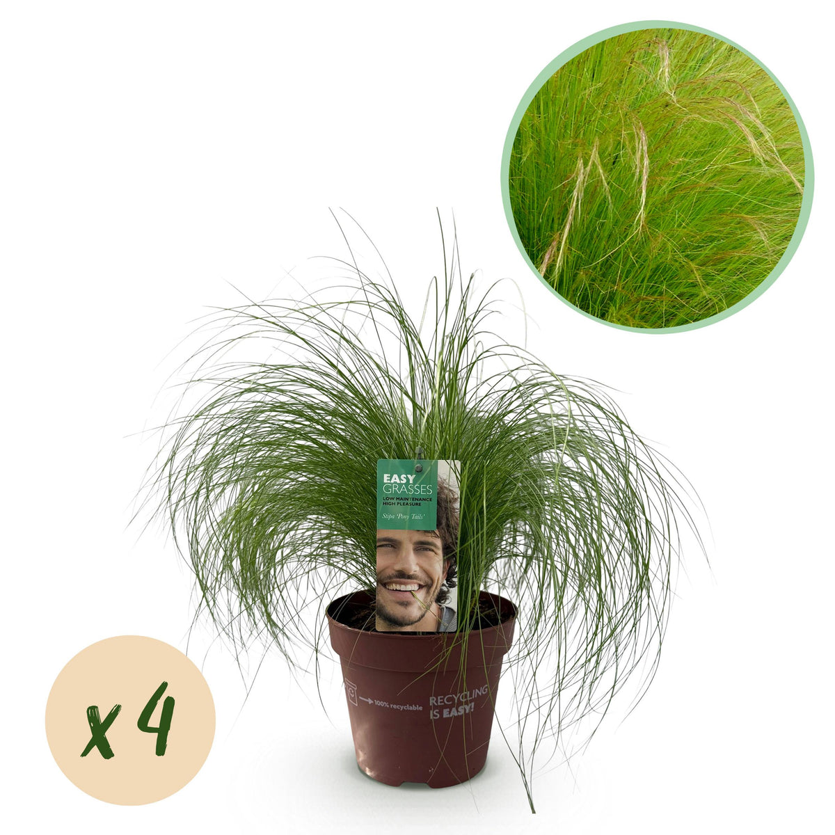 Green boutiQ - Siergrassen - Stipa tenuifolia Pony Tails - Groen - 4 Planten - Bladhoudend - Weinig Onderhoud - Pot 17cm Hoogte 50cm