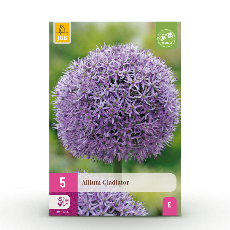 Green boutiQ - Bloembollen - Allium Gladiator - Kleur Paars - 5 stuks - Bolmaat 16/18 - XXL Pack