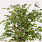 Plante artificielle - Ficus liana - Figuier lyre - 170 cm