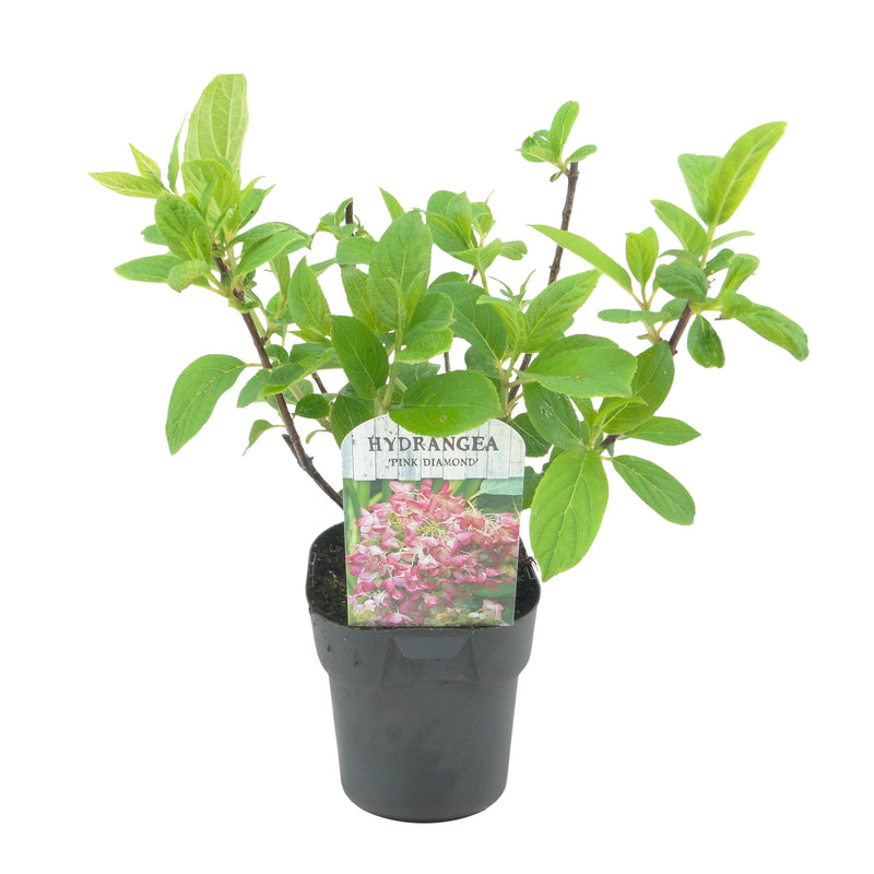Green boutiQ - Pluim Hortensia - Hydrangea panniculata Pink Diamond - Bloem Wit Roze  - 1 Plant - Bladverliezend - Grote Bloemen - Pot 17cm Hoogte 50cm