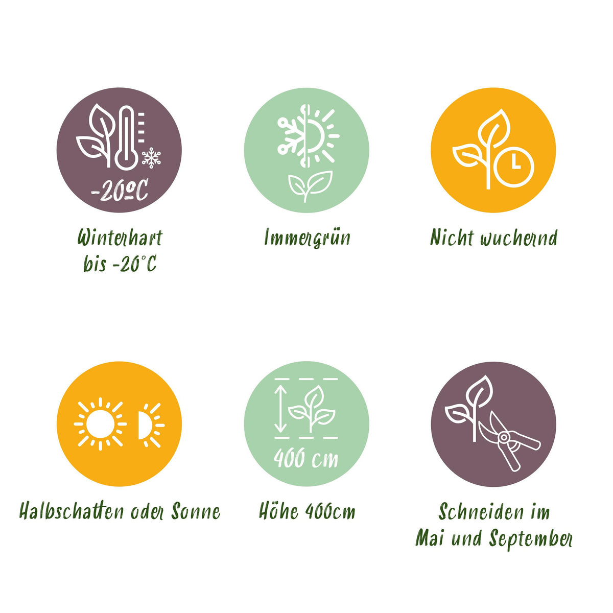 Green boutiQ - Haagplanten - Euonymus japonica Green Spire