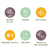 Green boutiQ - Haagplanten - Euonymus japonica Green Spire
