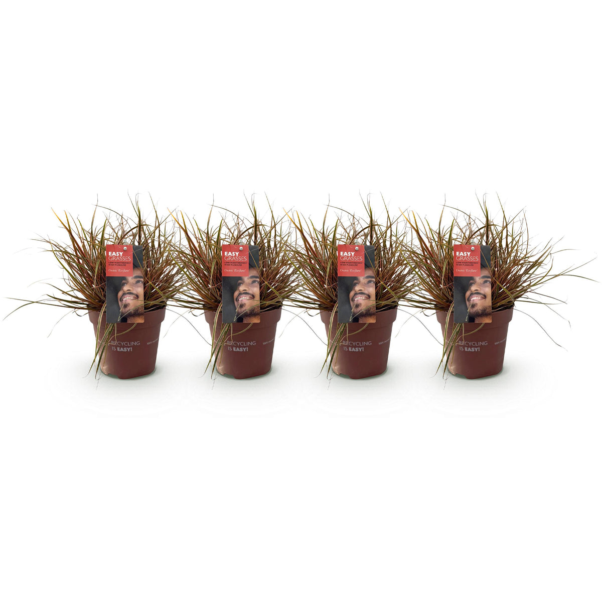 Green boutiQ - Siergrassen - Uncinia rubra Everflame  - Rood - 4 Planten - Bladhoudend - Weinig Onderhoud - Pot 17cm Hoogte 50cm