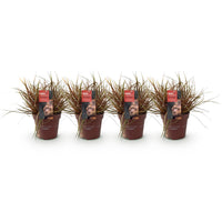 Green boutiQ - Siergrassen - Uncinia rubra Everflame  - Rood - 4 Planten - Bladhoudend - Weinig Onderhoud - Pot 17cm Hoogte 50cm