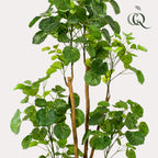 Kunstpflanze - Polyscias - Aralie - 160 cm