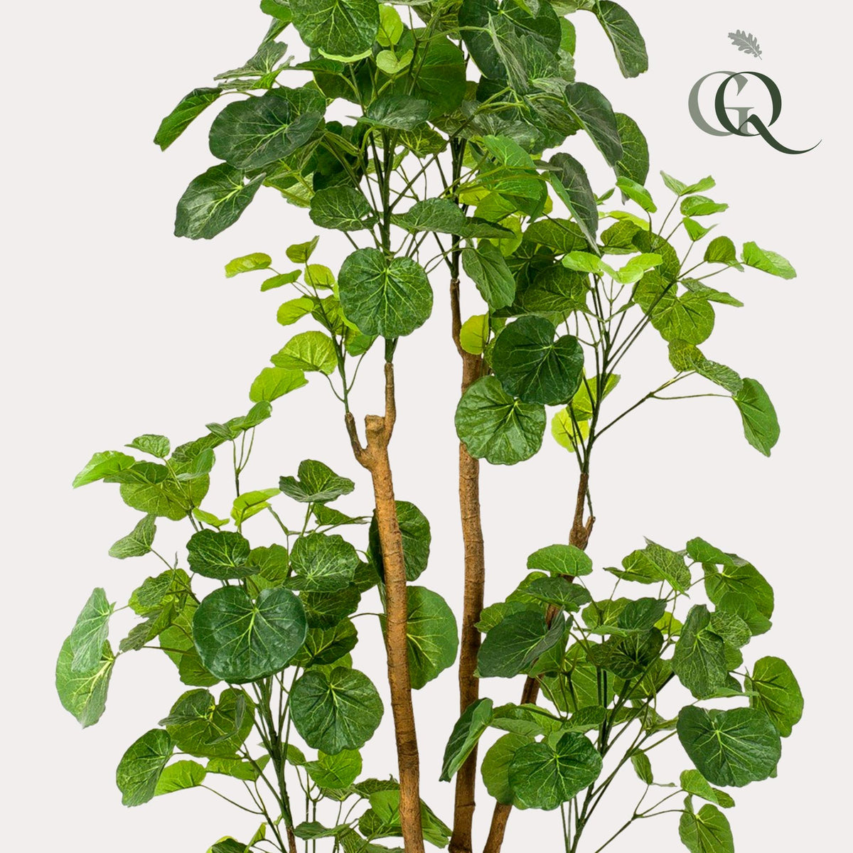 Kunstpflanze - Polyscias - Aralie - 160 cm