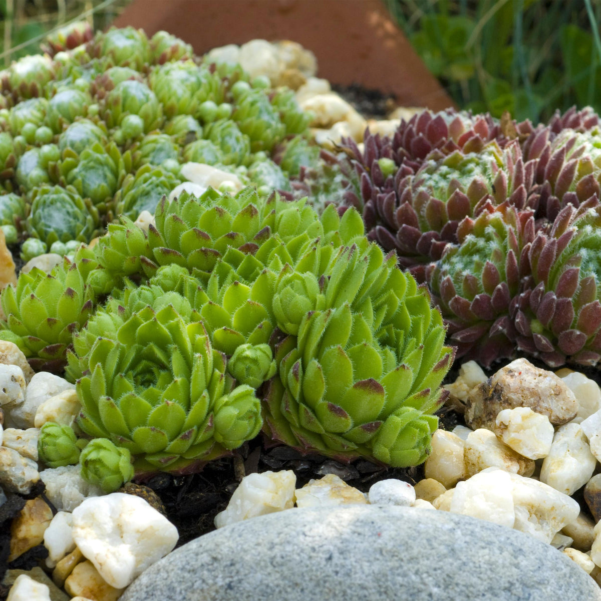 Green boutiQ - Bodembedekker - Winterhard -Sempervivum Big Sam - 4 Planten - Diversen kleuren - Weinig Onderhoud - Pot 14 Hoogte 17