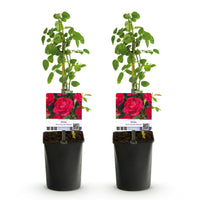Green boutiQ - Klimroos - Rosa Paul Scarlet Climber - Bloem Rood - Weinig onderhoud - 2 planten - Pot 11cm Hoogte 40cm