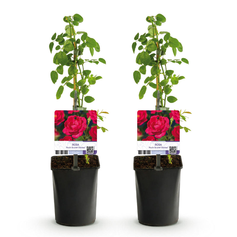 Green boutiQ - Klimroos - Rosa Paul Scarlet Climber - Bloem Rood - Weinig onderhoud - 2 planten - Pot 11cm Hoogte 40cm
