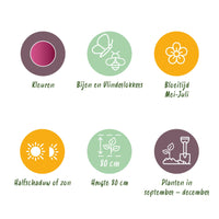 Green boutiQ - Bloembollen - Allium Sphaerocephalon - Kleur Paars - 100 stuks - Bolmaat 5/6 - XXL Pack