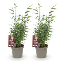 Green boutiQ - Bamboe - Fargesia Red Dragon - Groen - 2 Planten - Bladhoudend - Niet Woekerend- Pot 14cm Hoogte 35cm