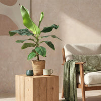 Green BoutiQ - Green is... Kamerplanten - Musa acuminata Dwarf Cavendisch - Bananenplant - Weinig onderhoud - met mand - Groen - 1 Plant - Pot 21cm - Hoogte 70-75cm