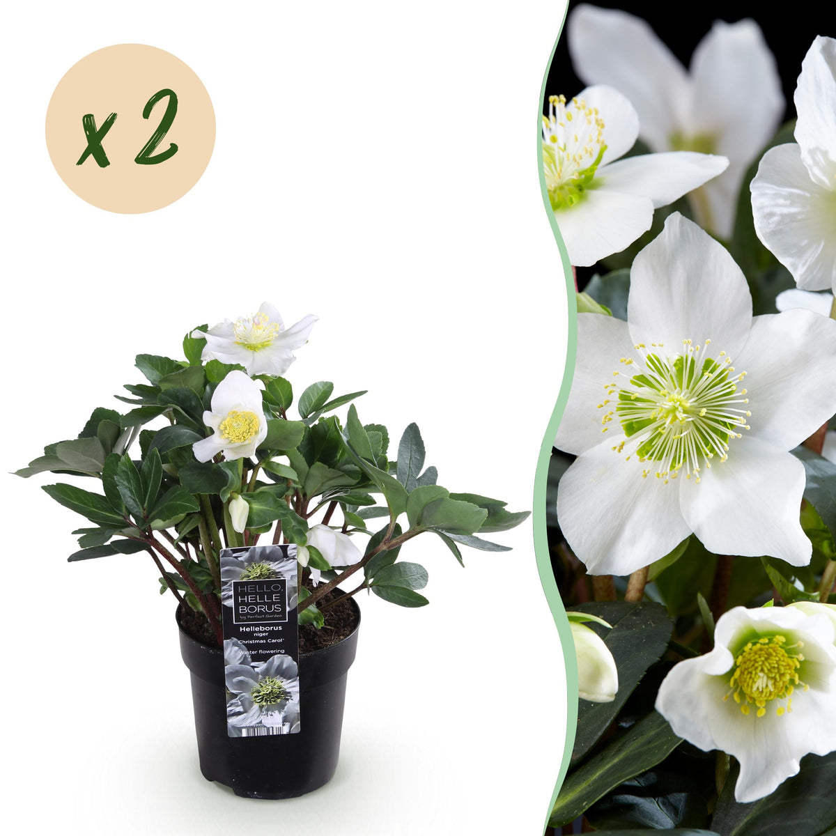 Green boutiQ - Tuinplant - Kerstroos - Helleborus Christmas Carol  - Witte Bloem -2 Planten - Groenblijvend - Pot 10,5cm Hoogte 25cm
